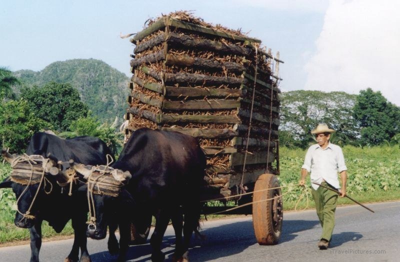 Viñales man oxen hauling